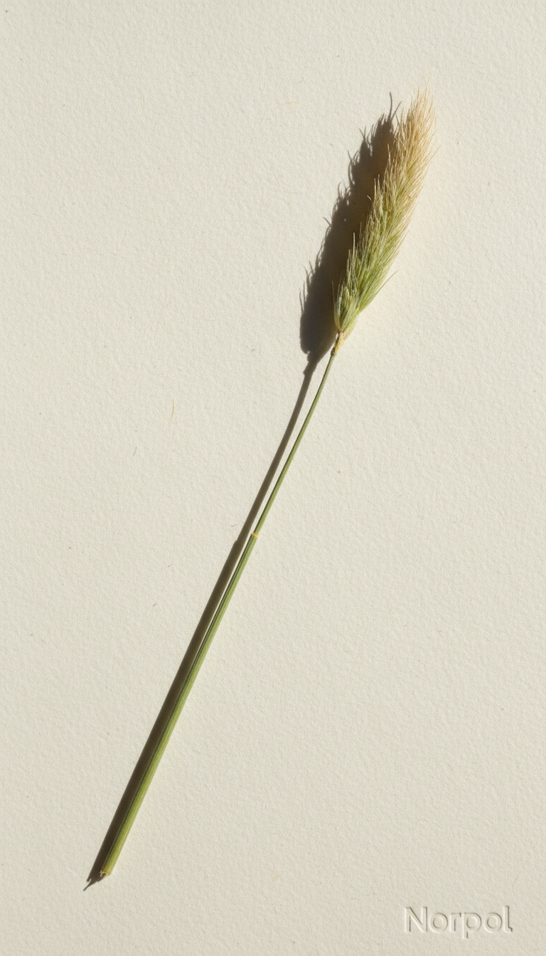 A minimalist still life featuring a single, freshly cut vass stem laid across a backdrop of textured, off-white handmade paper. The slender stem shows delicate details: faint green tinges, fibrous texture, and a pale seed head. Soft, indirect daylight floods the scene, casting a diffuse glow and producing a faint shadow that traces the stem’s curve. The composition is balanced and spacious with negative space enhancing focus, shot from directly above for a modern, Scandinavian minimalist feel, ideal for highlighting the natural beauty and simplicity of Norpol’s product.